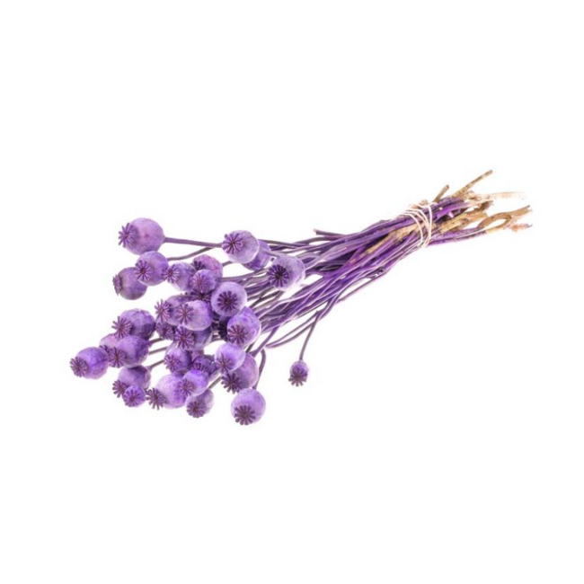 Purple Papaver Somniferum dried flowers | Length ± 65 centimetres | Weight ± 200 grams