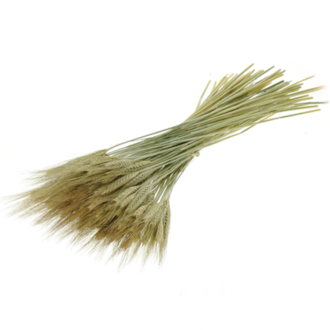 Natürliche grüne Triticale Trockenblumen | Länge ± 70 Zentimeter | Gewicht ± 175 Gramm