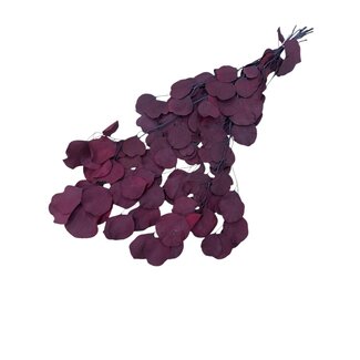 Casa Alegria Eucalyptus Populus Preserved | Natural Red | 150 grams | Length 60 centimetres