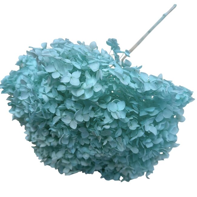 Aqua Blaue Hortensie | Konservierte Hortensie | Länge ± 60 Zentimeter | Pro Stück