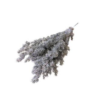 Casa Alegria Roze Asparagus | Gepreserveerde takken | Lengte ± 65 centimeter | Gewicht ± 150 gram