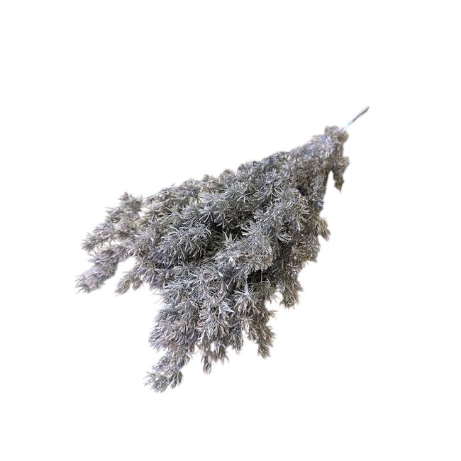 Roze Asparagus | Gepreserveerde takken | Lengte ± 65 centimeter | Gewicht ± 150 gram