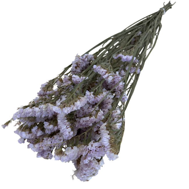 Milka Statice Sinuata violette fleurs séchées | Longueur ± 70 centimètres | Poids ± 75 grammes