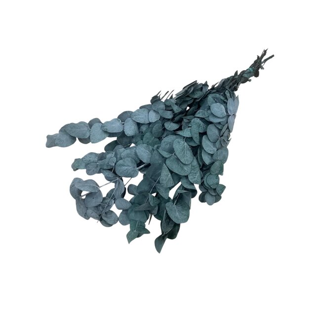 Green Eucalyptus Cinerea | Preserved | Length ± 60 centimetres | Weight ± 150 grams