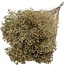 Naturelle Broom Bloom fleurs séchées | Longueur ± 55 centimètres | Poids 125 grammes