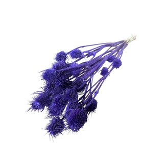 Dutch Dried Chardons Cardistella violets fleurs séchées | Longueur ± 60 centimètres | Poids 75 grammes