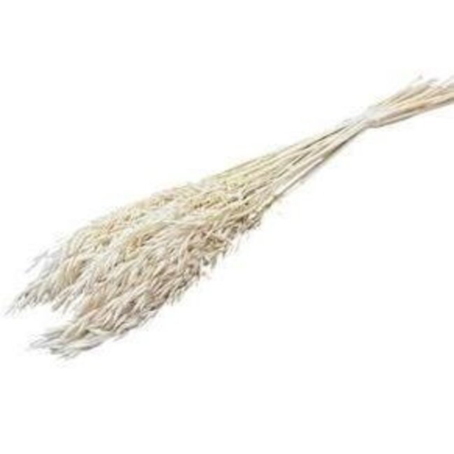 White bleached Avena Oats dried flowers | Length ± 70 centimetres | Weight 150 grams