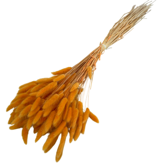 Dolce Vita Apricot-coloured Lagurus dried flowers | Length ± 70 centimetres | Weight ± 100 grams