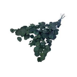 Dolce Vita Eucalyptus Populus Préservé | Vert Naturel | 150 grammes | Longueur 60 centimètres