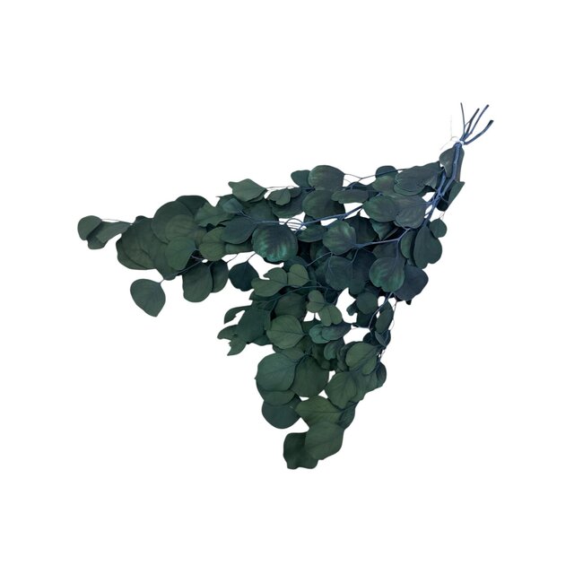 Eucalyptus Populus Préservé | Vert Naturel | 150 grammes | Longueur 60 centimètres