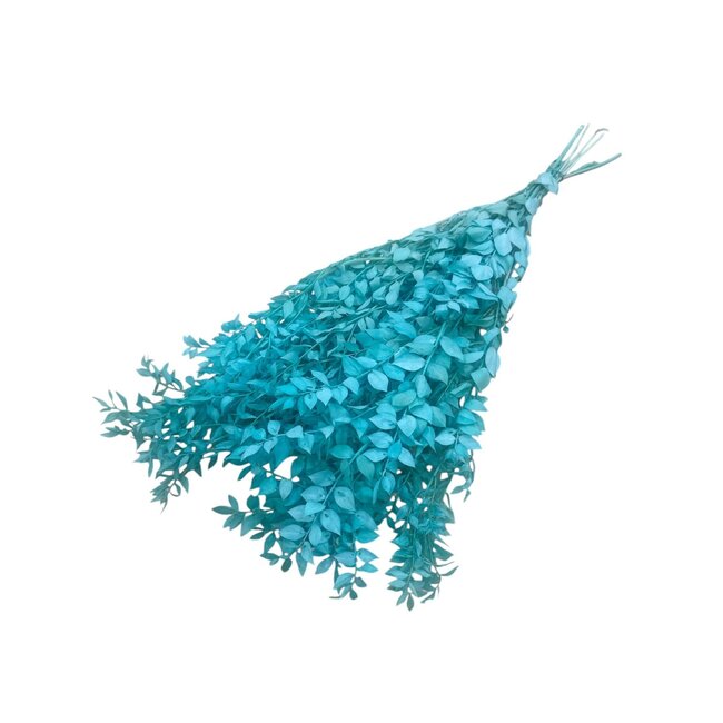 Aqua blauwe Ruscus droogbloemen | Lengte ± 65 centimeter | Gewicht ± 100 gram