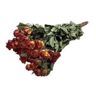 DriedRoses.com Oranje gedroogde Trosrozen | Spray Rose droogbloemen | Lengte ± 50 centimeter | Per 10 rozen