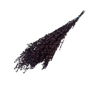 Casa Alegria Eucalyptus Parvifolia Gepreserveerd | Rood Naturel | 150 gram | Lengte 60 centimeter