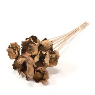 Dutch Dried Palm Cup séchées naturelles | Longueur ± 60 centimètres | Par 10 tiges