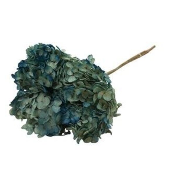 Blauwe Hydrangea | Gepreserveerde Hortensia | Lengte ± 60 centimeter | Per 2 stuks