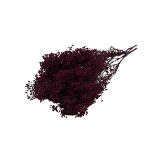 Casa Alegria Bordeaux Broom Bloom fleurs séchées | Longueur ± 55 centimètres | Poids 125 grammes