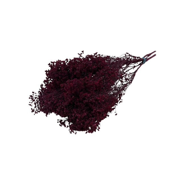 Bordeaux red Broom Bloom dried flowers | Length ± 55 centimetres | Weight 125 grams