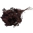 Bruine Broom Bloom fleurs séchées | Longueur ± 55 centimètres | Poids 100 grammes