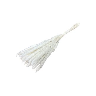 Casa Alegria Wit gebleekte Fluffy Pampas pluimpjes | Lengte ± 60 centimeter | Per 20 takken