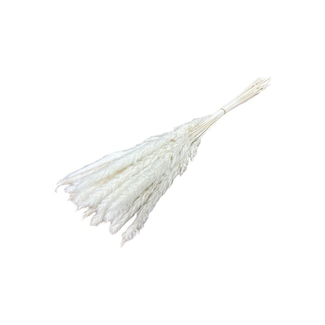 Wit gebleekte Fluffy Pampas pluimpjes | Lengte ± 60 centimeter | Per 20 takken