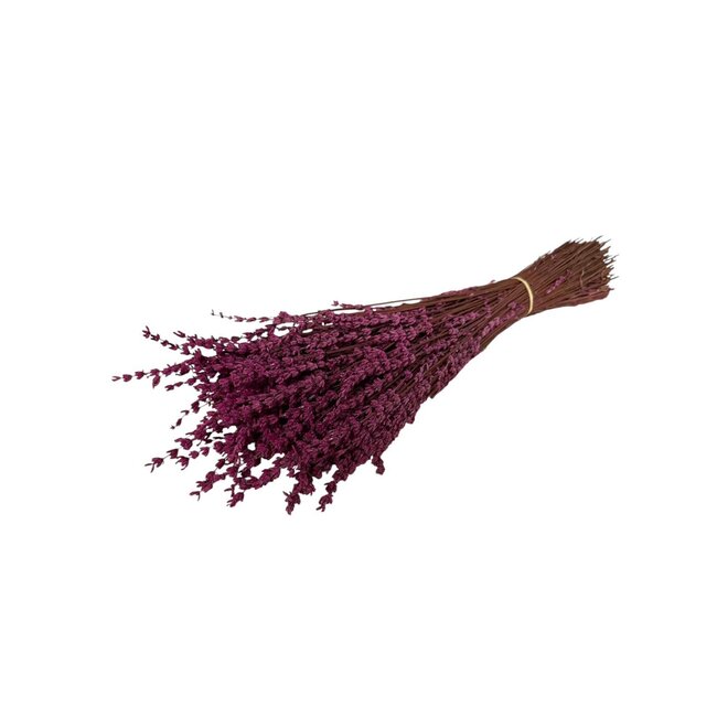 Fuchsia konservierter Lavendel | Länge ± 45 Zentimeter | Gewicht ± 150 Gramm