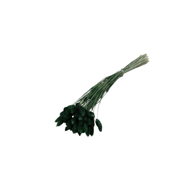 Dark green Phalaris dried flowers | Length ± 65 centimetres | Weight ± 100 grams