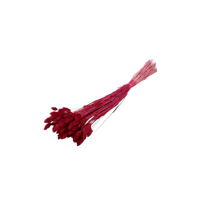 Red Phalaris dried flowers | Length ± 65 centimetres | Weight ± 100 grams