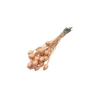 Dutch Dried Lachsfarbene Papaver Somniferum Trockenblumen | Länge ± 65 Zentimeter | Gewicht ± 200 Gramm
