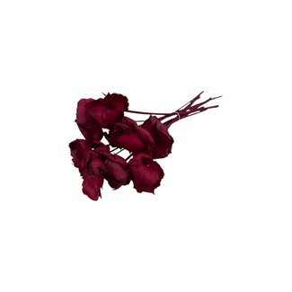 Casa Alegria Rote Palm Cup Trockenblumen | Länge ± 60 Zentimeter | Pro 8 Zweige