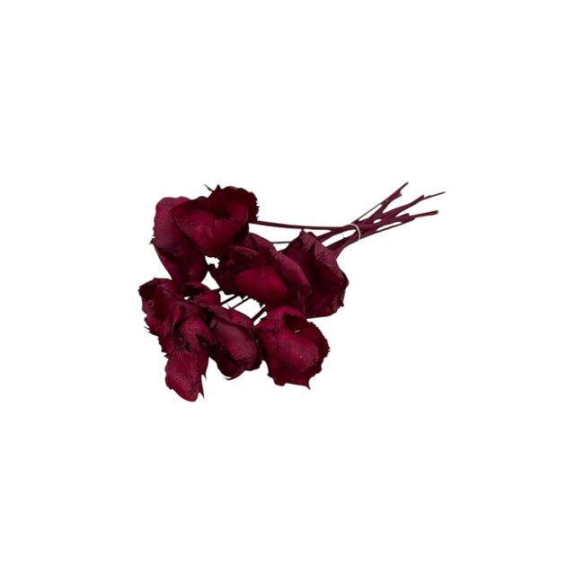 Rote Palm Cup Trockenblumen | Länge ± 60 Zentimeter | Pro 8 Zweige