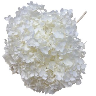 Casa Alegria Wit gebleekte Hydrangea | Gepreserveerde Hortensia | Lengte ± 60 centimeter | Per stuk