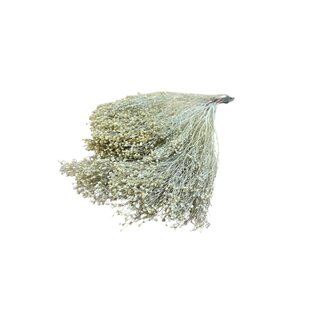 Dutch Dried Witte Broom Bloom droogbloemen | Lengte ± 55 centimeter | Gewicht 100 gram