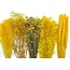 Dried Flowers DIY Set "Madrid" | Five types of yellow dried flowers in a box