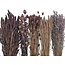 Droogbloemen DIY set "Terschelling" | Vijf soorten bruine droogbloemen in een box