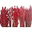 Set de bricolage de fleurs séchées "Rottumeroog" | Cinq types de fleurs séchées rouges dans une boîte