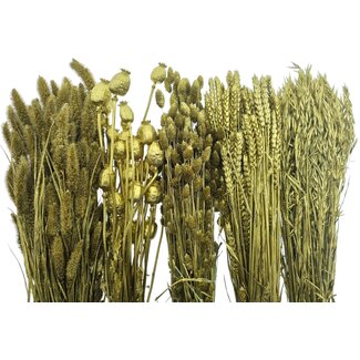 Dried Concepts Trockenblumen DIY-Set "Schiermonnikoog"