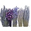 Kit DIY de fleurs séchées "Vlieland" | Cinq types de fleurs séchées violettes dans une boîte