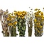 Set de bricolage de fleurs séchées "La Graciosa" | Cinq types de fleurs séchées dans une boîte