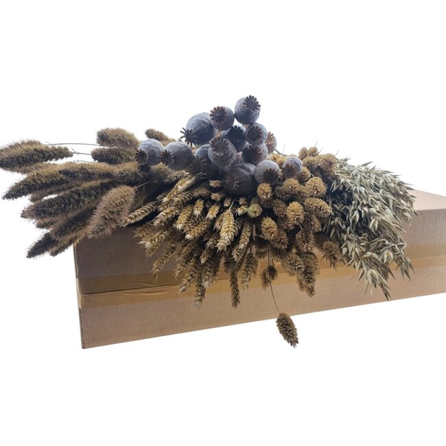 Ensemble DIY de fleurs séchées "Pampus" | Cinq types de fleurs séchées White Frosted dans une boîte