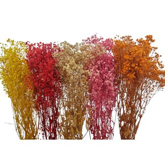 Dried Concepts Set de bricolage Gypsophile préservée "Fuerteventura"