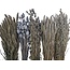 Set de bricolage de fleurs séchées "Texel" | Cinq types de fleurs séchées grises dans une boîte