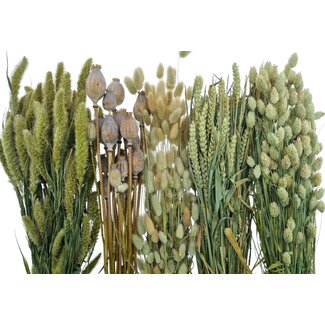 Dried Concepts Dried Flowers DIY Set "Isla de Lobos"