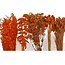 Set de bricolage de fleurs séchées "Bilbao" | Cinq types de fleurs séchées orange dans une boîte
