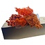 Set de bricolage de fleurs séchées "Bilbao" | Cinq types de fleurs séchées orange dans une boîte