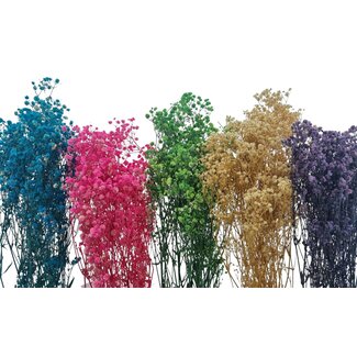 Dried Concepts Konserviertes Schleierkraut DIY-Set "Teneriffa"