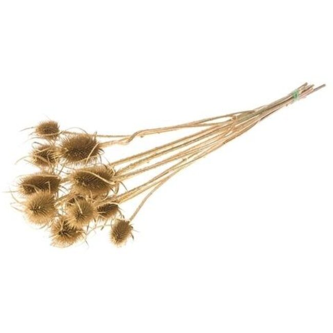 Golden Cardistella Thistles dried flowers | Length ± 60 centimetres | Weight 75 grams