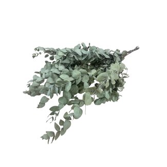 Dutch Dried Natürliche grüne Eucalyptus Cinerea Trockenblumen | Länge ± 70 Zentimeter | Gewicht ± 150 Gramm