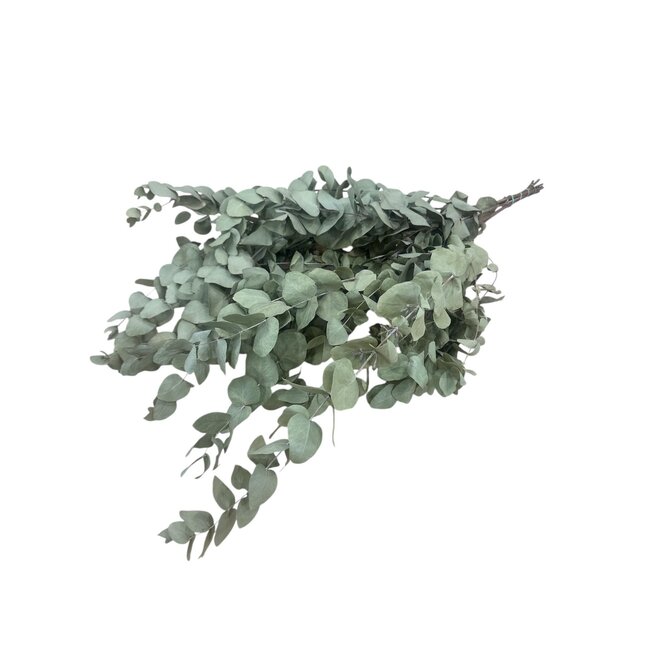 Natürliche grüne Eukalyptus Cinerea Trockenblumen | Länge ± 70 Zentimeter | Gewicht ± 150 Gramm