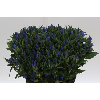 Freshy Gentiana Kagayaki