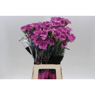 Freshy Anjer Lang Copernico